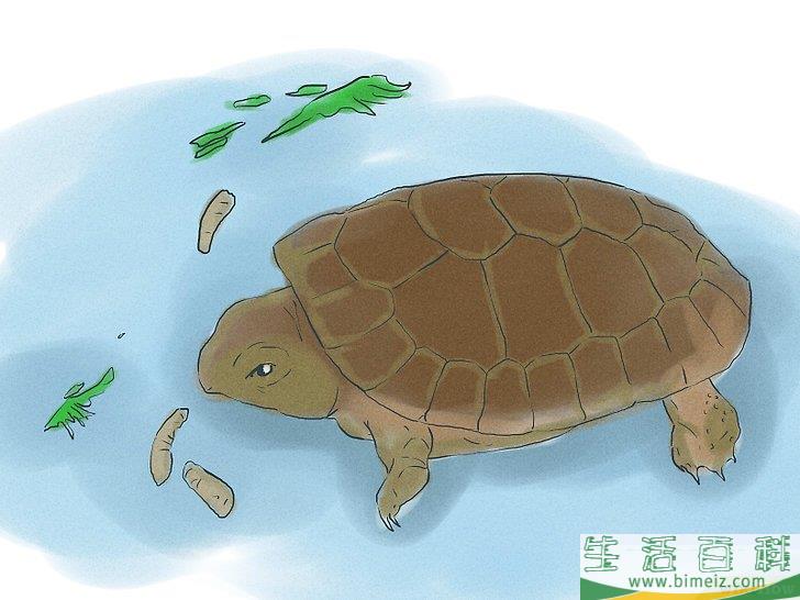 如何繁殖海龟