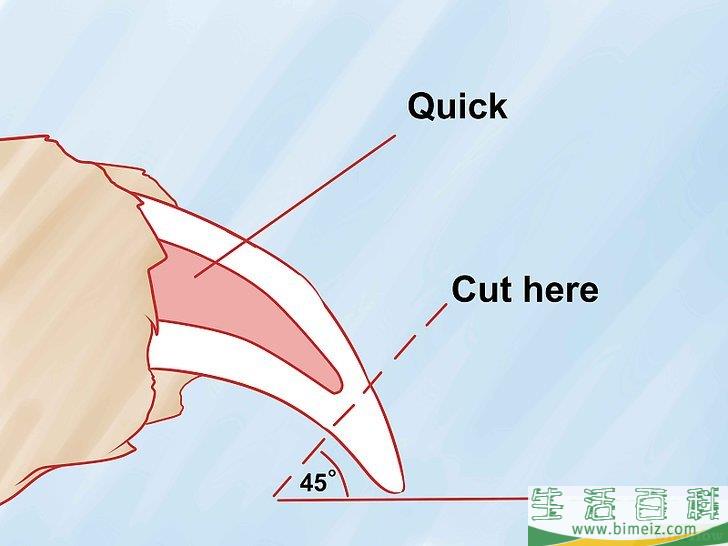 如何给狗修剪趾甲