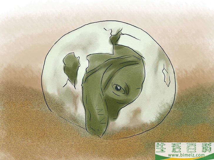 如何繁殖海龟