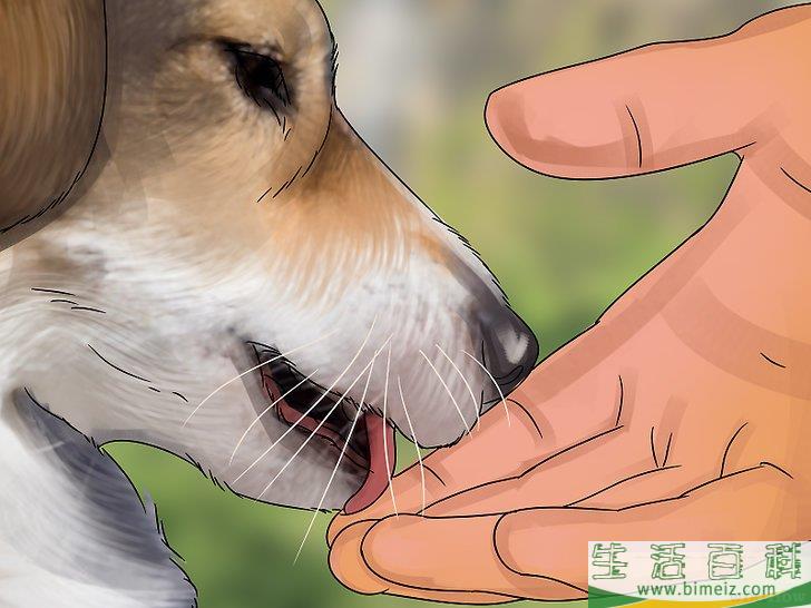 如何领养一只服务犬