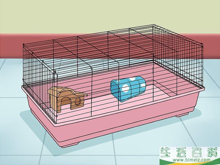 如何让荷兰猪开心