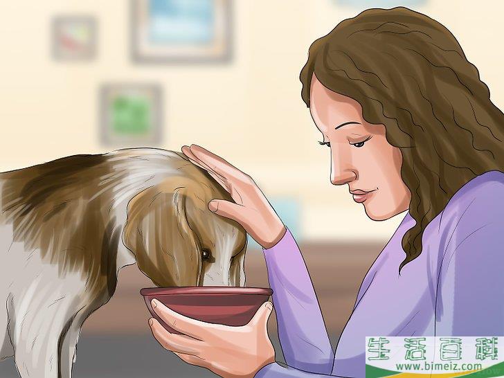 如何应对爱犬中风