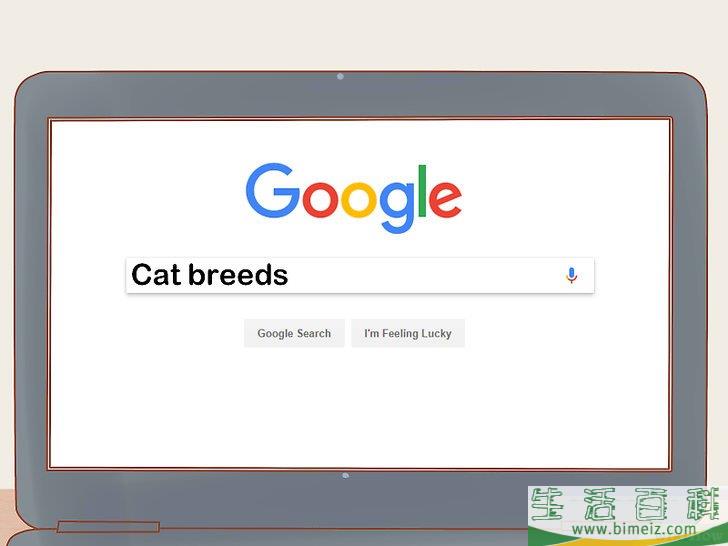 如何挑选猫咪