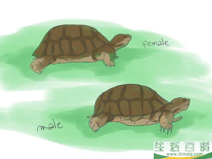 如何繁殖海龟