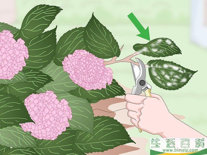 怎么让绣球花维持旺盛的生命力