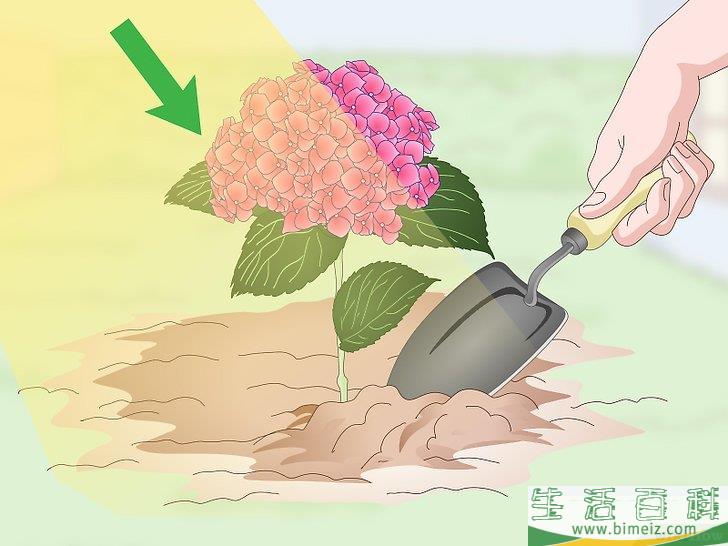 怎么让绣球花维持旺盛的生命力