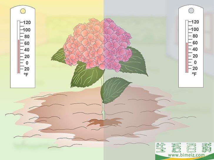 怎么让绣球花维持旺盛的生命力