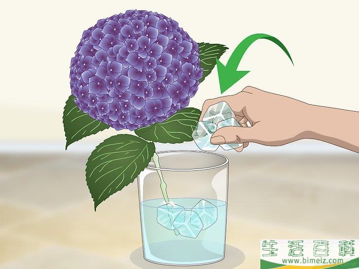 怎么让绣球花维持旺盛的生命力