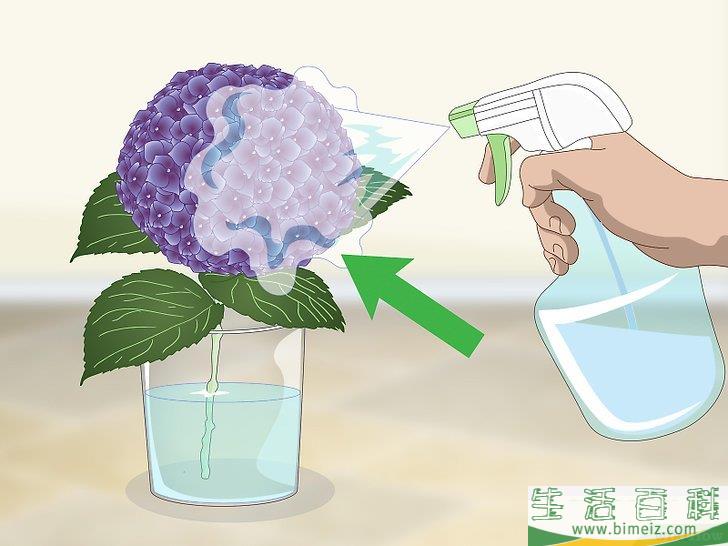 怎么让绣球花维持旺盛的生命力