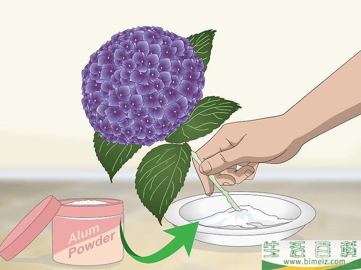 怎么让绣球花维持旺盛的生命力