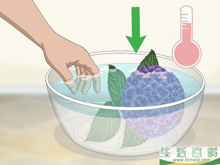 怎么让绣球花维持旺盛的生命力