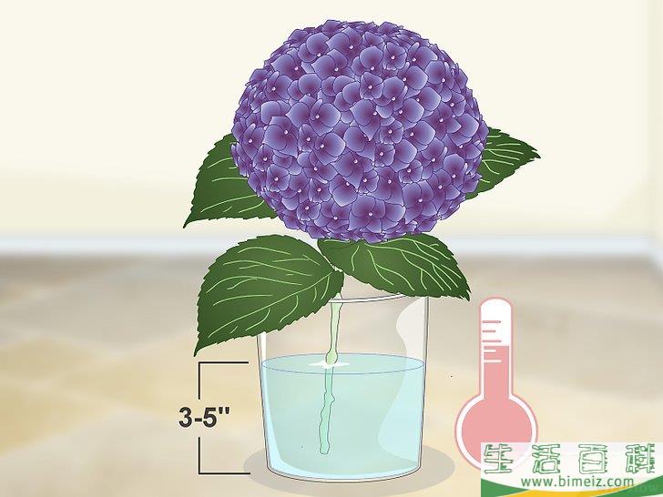 怎么让绣球花维持旺盛的生命力