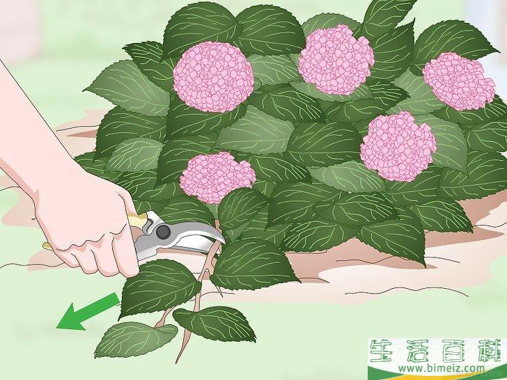 怎么让绣球花维持旺盛的生命力