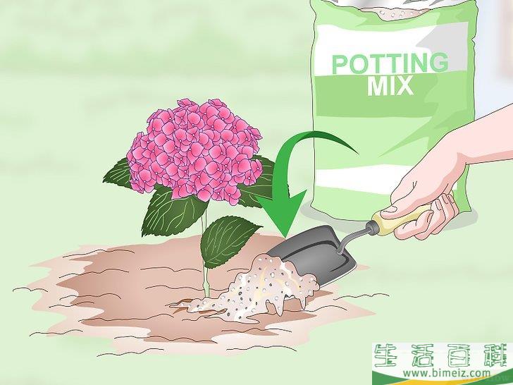 怎么让绣球花维持旺盛的生命力
