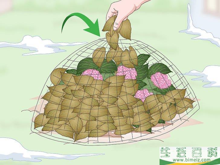 怎么让绣球花维持旺盛的生命力