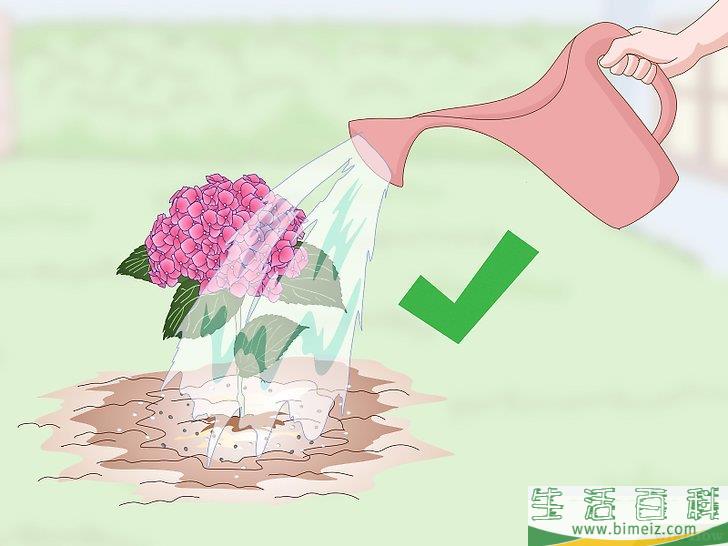 怎么让绣球花维持旺盛的生命力