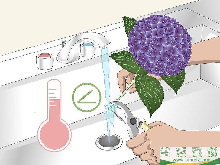 怎么让绣球花维持旺盛的生命力