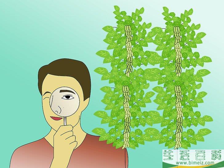 怎么栽种大豆