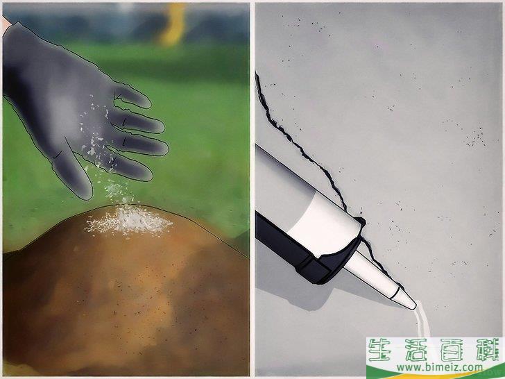 怎么用硼砂杀死蚂蚁