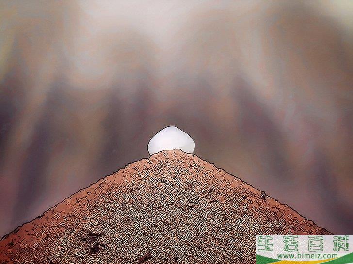 怎么用硼砂杀死蚂蚁