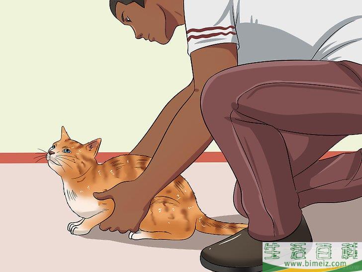 怎么让你的猫爱你