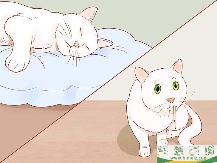 怎么判断一只猫是否生病