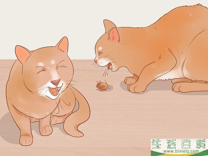 怎么判断一只猫是否生病