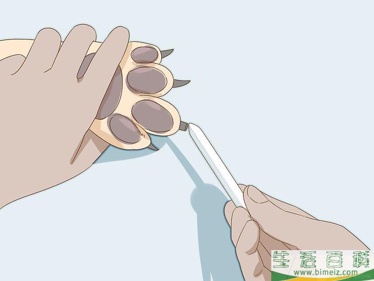 怎么给狗狗的趾甲床止血