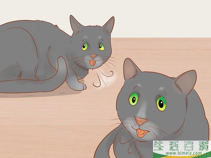怎么判断一只猫是否生病