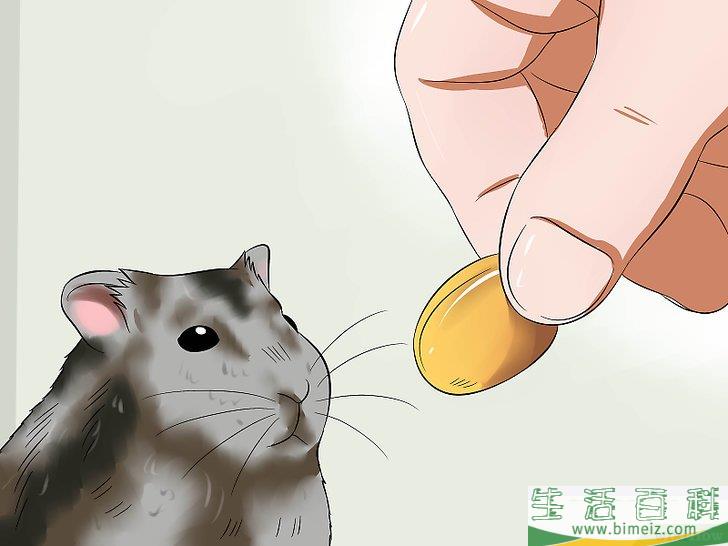 怎么训练仓鼠不咬人
