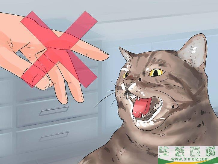 怎么让猫咪不再发出嘶嘶声