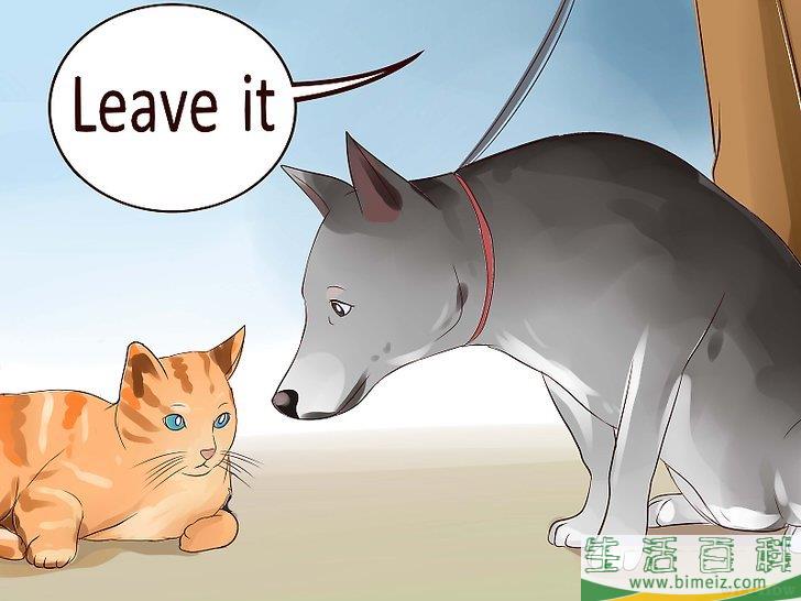 怎么让狗不再追赶猫咪
