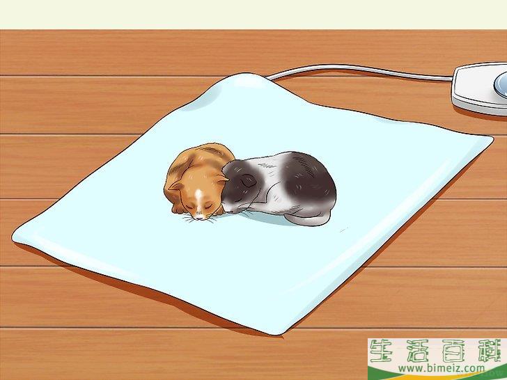 怎么照顾刚出生的小猫