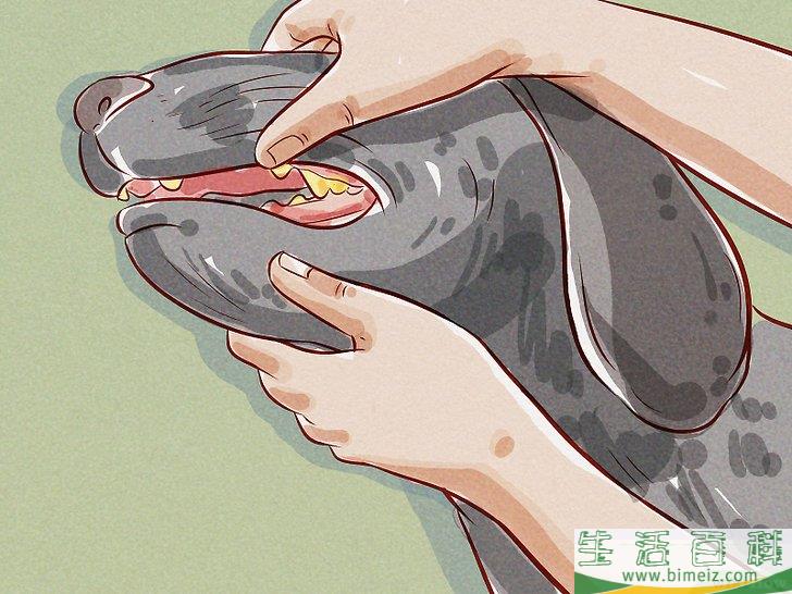 怎么判断狗是否感染了跳蚤