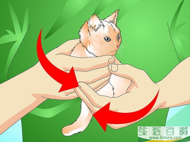 怎么给猫崽洗澡