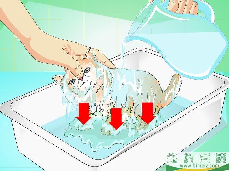 怎么给猫崽洗澡