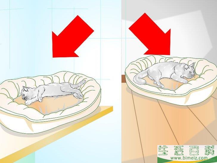 怎么宠爱猫咪