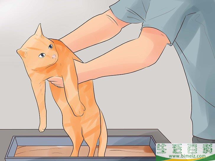 怎么知道你的猫是不是要死了