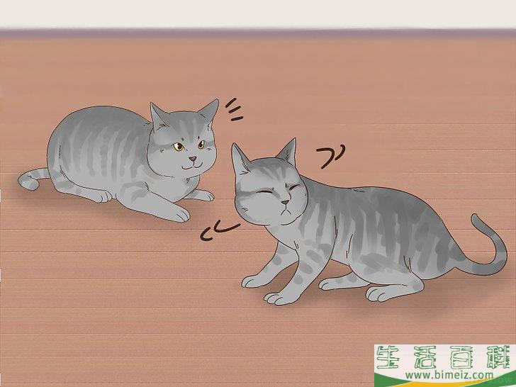 怎么判断猫咪是在玩耍还是打架