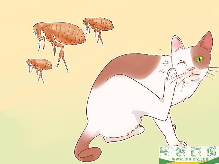 怎么判断一只猫是否生病