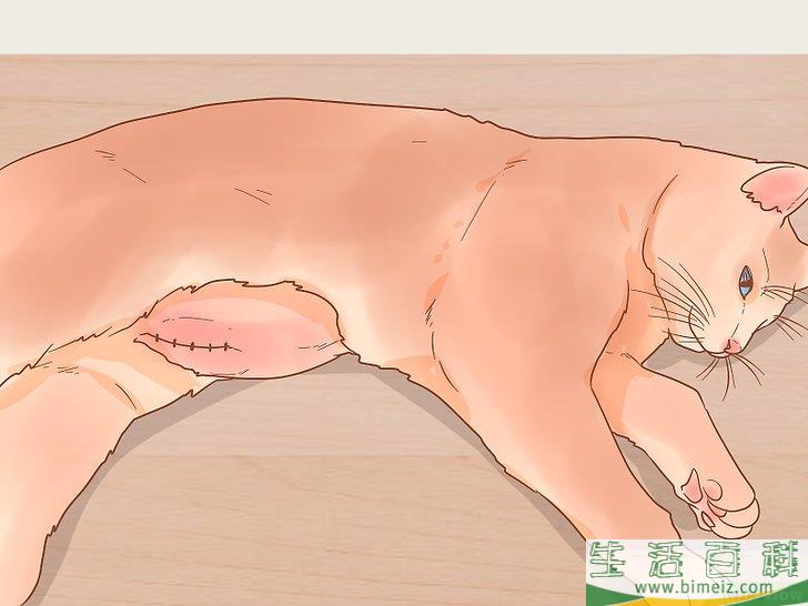 怎么照顾幼猫