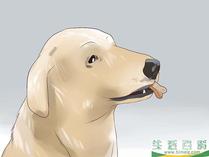 怎么让狗不再追赶猫咪