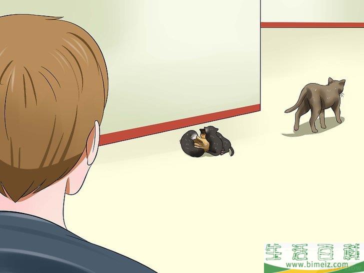 怎么照顾刚出生的小猫