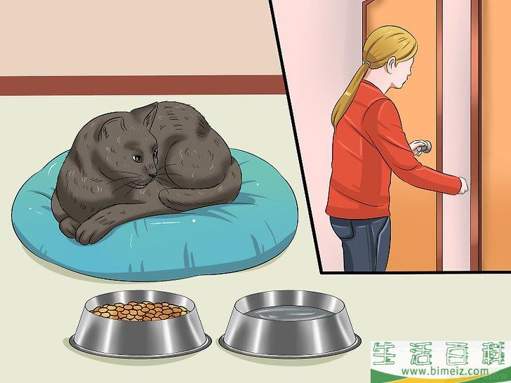 怎么让你的猫爱你