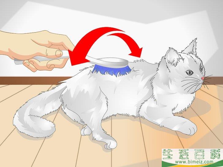 怎么宠爱猫咪