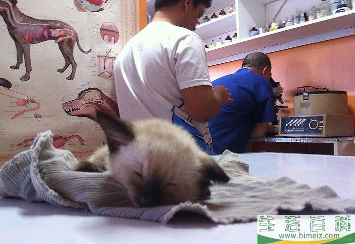 怎么去除木地板上的猫尿