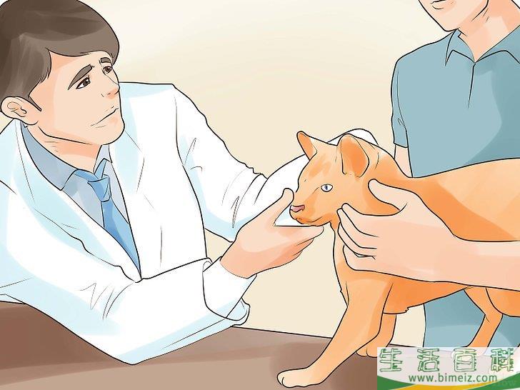 怎么知道你的猫是不是要死了