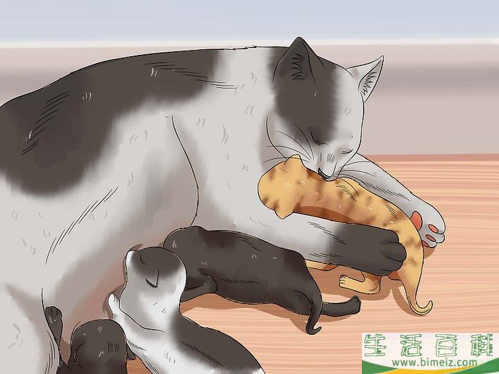 怎么照顾刚出生的小猫