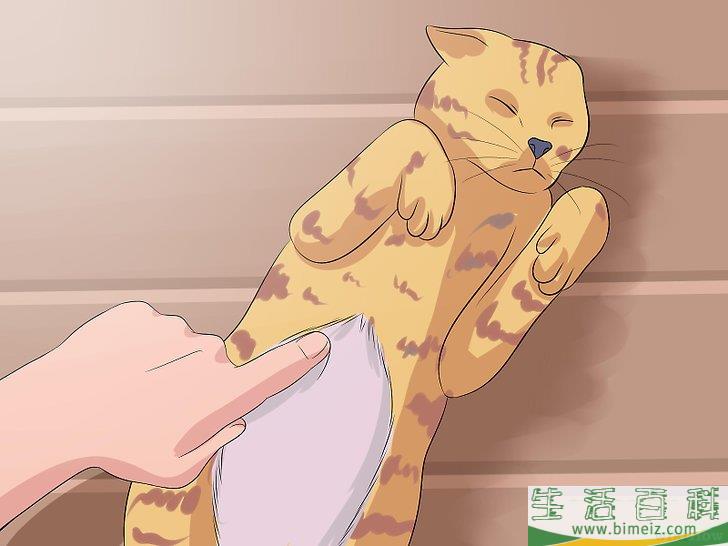 怎么辨别猫咪是否被切除卵巢