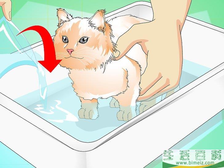 怎么给猫崽洗澡